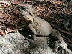 -可伦宾野生动物保护区