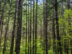 -莫尔道嘎国家森林公园