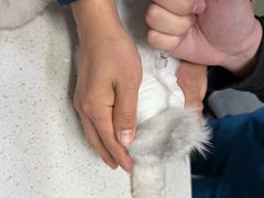 -凯瑞希宠物医院·狂犬免疫·微创·皮肤科