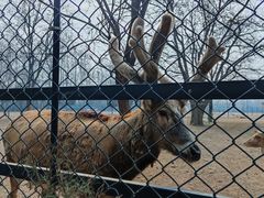 -北京麋鹿生态实验中心