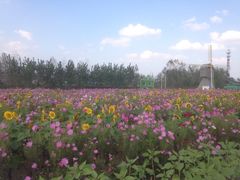 iphone_upload_pic-荷兰花海