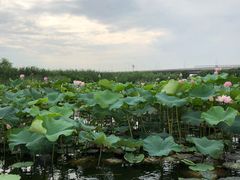 -荷塘月色湿地公园·向阳花洲