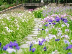 -上海共青森林公园