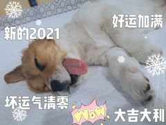 -喜多萌中农锦绣动物医院24H·猫科·牙科MRI·CT