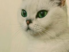 -猫小院猫主题餐厅(南锣旗舰店)