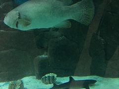 -苏州海洋馆