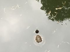 -南岳衡山风景名胜区-南岳大庙