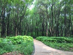 -昆山城市生态森林公园