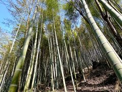 -上海佘山国家森林公园天马山园