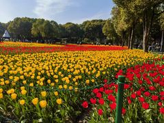 -大宁郁金香公园-停车场