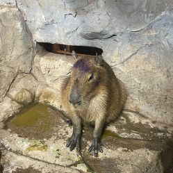 -Zoolung Zoolung动物主题公园(海信广场店)