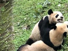 -都江堰中华大熊猫苑