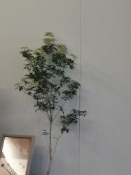 -安琪朵朵独栋花园月子中心