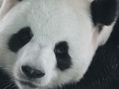 -栾川竹海野生动物园