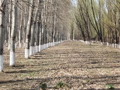 -东郊湿地公园