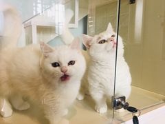 -70cat德文卷毛猫·缅因猫纯种猫舍