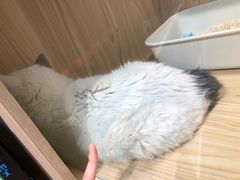-屋虎猫馆(宝安大仟里店)