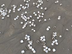 -启东黄金海滩景区