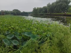 -白渔泡湿地公园