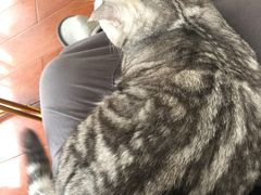-Catmate·猫肥家润(金润铂宫店)