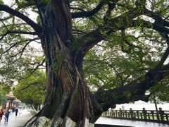 -江心屿景区