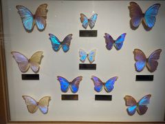 -上海昆虫博物馆