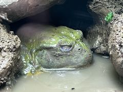 -广州长隆飞鸟乐园