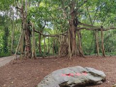 -中国科学院西双版纳热带植物园