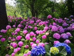 -上海滨江森林公园