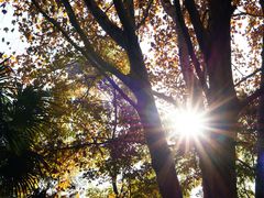 -上海共青森林公园