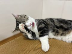 -李小姐の猫咖啡馆(五角场店)