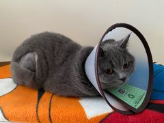 -创凡宠物医院·骨专科  猫科中心(西乡分院)