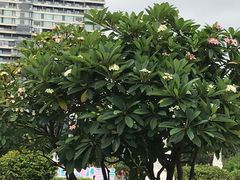 -青澳湾北回归线广场