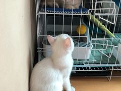 -东方名猫馆·英短金渐层布偶猫舍(环线广场1号楼店)