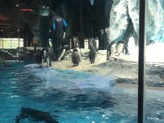 -帝企鹅自助餐厅•儿童岛•真企鹅(长隆企鹅酒店)