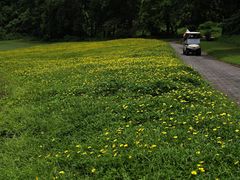 -南沙高尔夫球会