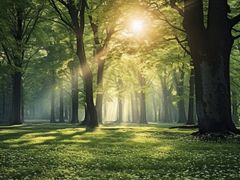 -海南热带雨林国家公园吊罗山景区