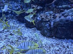 -上海海昌海洋公园
