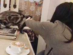 -猫色咖啡·猫咖