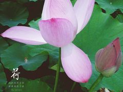 -白洋淀景区