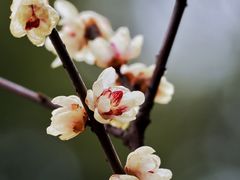 -上海吴淞炮台湾国家湿地公园