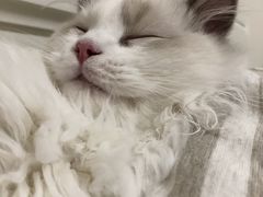 -Bastet sally猫舍购宠(静安店)