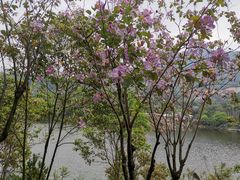 -深圳仙湖植物园