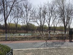 -大兴滨河森林公园