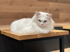 -瞄一喵猫咖(格力海岸店)