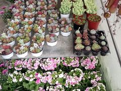 -金科花卉市场