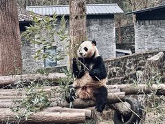-都江堰中华大熊猫苑