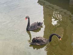 -成都南湖公园