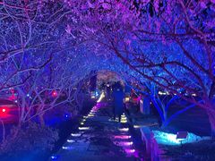 -香雪海