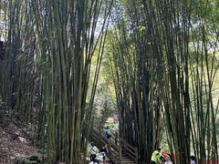 -凤栖山